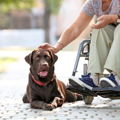 a person leans down to pat a large brown dog lying next to their wheelchair